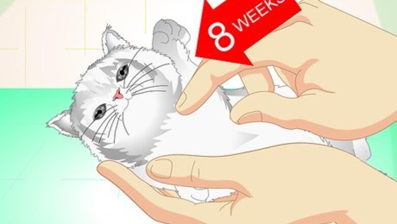 How to Get Your Cat Spayed