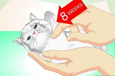 How to Get Your Cat Spayed