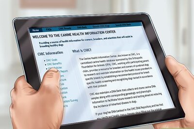 How to Care for an Australian Terrier