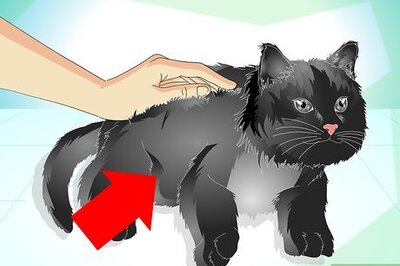 How to Care for Your Cat's Coat