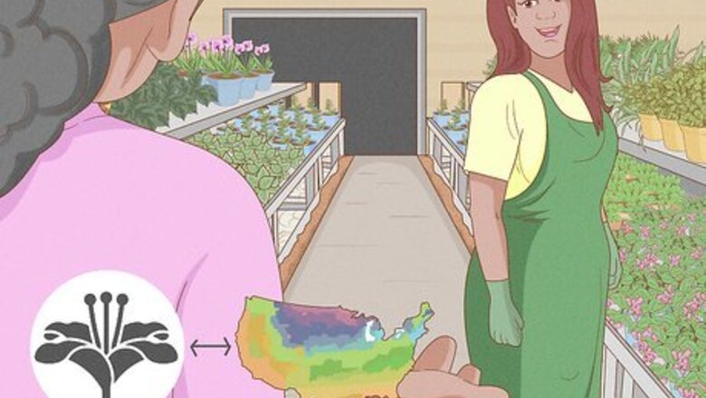 How to Grow and Care for Asiatic Lilies