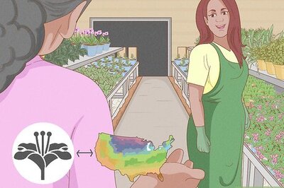 How to Grow and Care for Asiatic Lilies