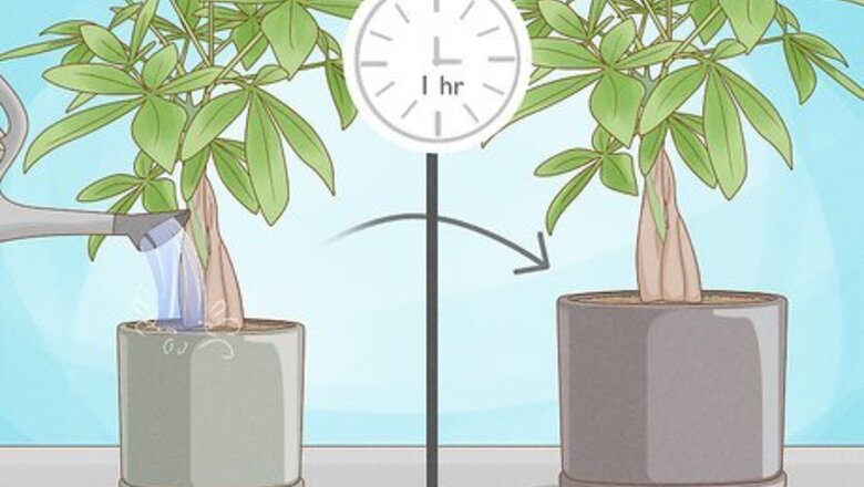 When and How to Transplant Plants: A Complete Potting & Gardening Guide