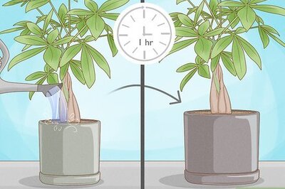 When and How to Transplant Plants: A Complete Potting & Gardening Guide
