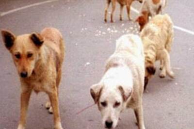 Rabies kills 19,000 Indians annually