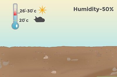 How to Grow & Care for a Banana Plant