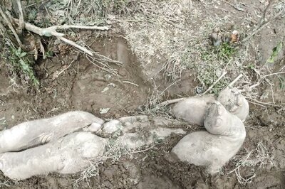 New Study Reveals Asian Elephants Perform Calf Burial Ritual