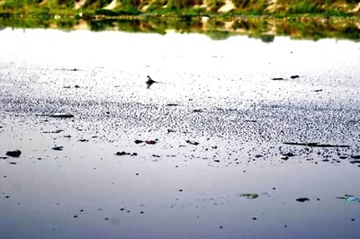 NGT fines Agra civic body for dumping garbage in Yamuna