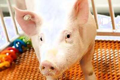 New China Swine Fever Strains Point To Unlicensed Vaccines: Experts