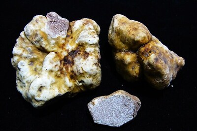 Foodies Delight as Newly Discovered White Truffle Species Mushroom in Thailand