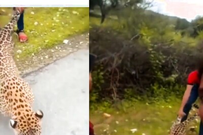 'Outrageous': Video of Man Pulling Leopard By The Tail Goes Viral, Netizens Are Angry