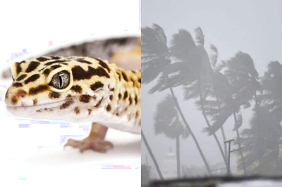 Cyclone Tauktae Named After a Lizard? Check Which Country Named the Storm This Time