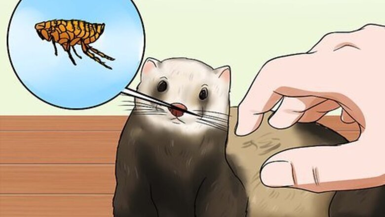 How to Treat Tapeworms in Ferrets