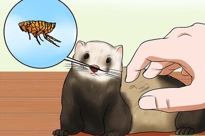 How to Treat Tapeworms in Ferrets