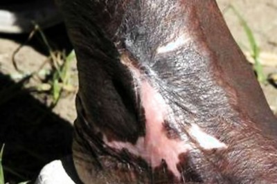 Teacher Lights Camphor Over Kids' Foot to Discipline Them