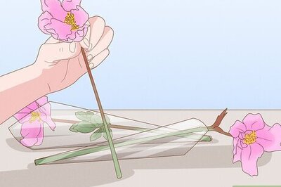How to Cut Flowers