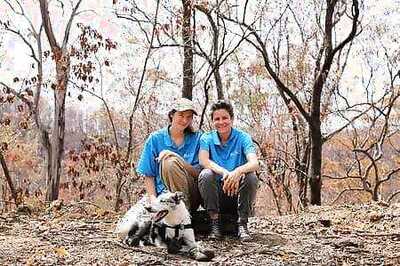 Dog Called Bear Leads Fight To Save Koalas From Australian Bushfires
