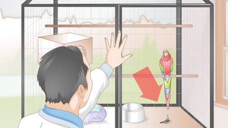 How to Toilet Train a Parrot