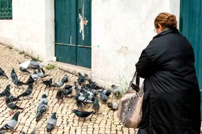 UK Council Imposes Rs 10,000 Fine On 97-Year Old Woman For Feeding Pigeons