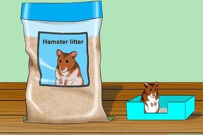 How to Make a Hamster Litter Box