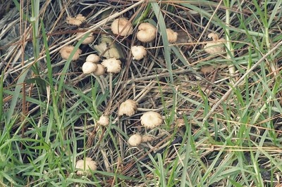 Two Die, Many Critical After Consuming Wild Mushrooms in Meghalaya Village