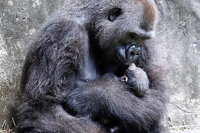 Tiny Critically Endangered Gorilla Baby Born In New Orleans