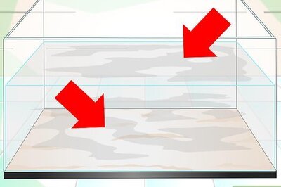 How to Keep Aquarium Water Clear