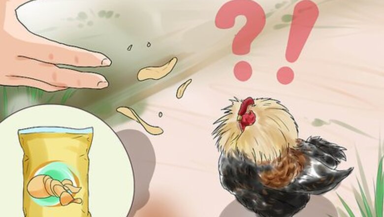 How to Protect Yourself from an Attacking Rooster