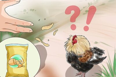 How to Protect Yourself from an Attacking Rooster