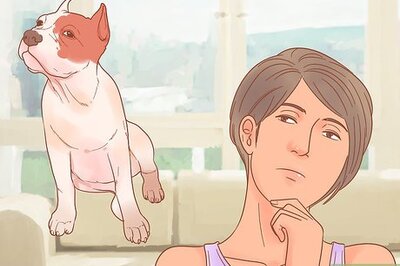 How to Tell What Breed Your Dog Is