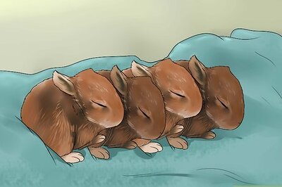 How to Feed Baby Rabbits