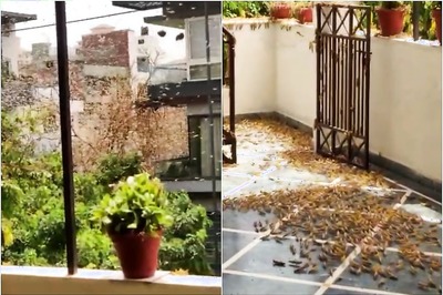 Delhi Environment Minister Calls Emergency Meeting to Discuss Locust Attack in Gurugram