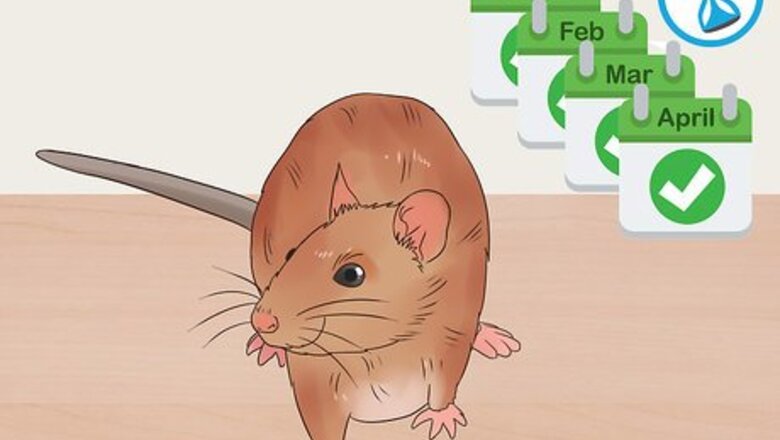 How to Desex a Pet Rat