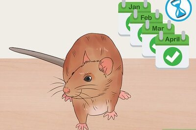 How to Desex a Pet Rat