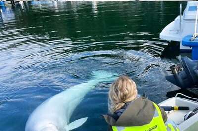 'Russian Spy Whale' Hvaldimir Died From Bacterial Infection, Not Gunshot Wounds, Say Norwegian Police