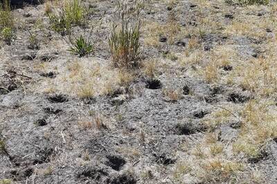 Epic Fail Or Epic Win? Australian Woman Wins Title For World’s Ugliest Lawn