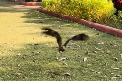 Nothing, Just An Eagle 'Playing' Badminton And Nailing It