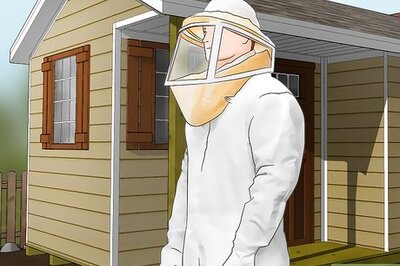 How to Find a European Wasp Nest