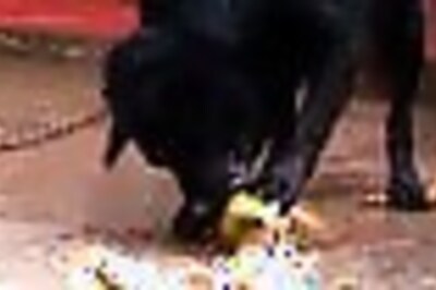 Dogs save abandoned baby girl