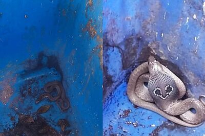 Cobra Spotted Roaming in Gr Noida's Gaur City, Security Rescues Reptile. See Pics