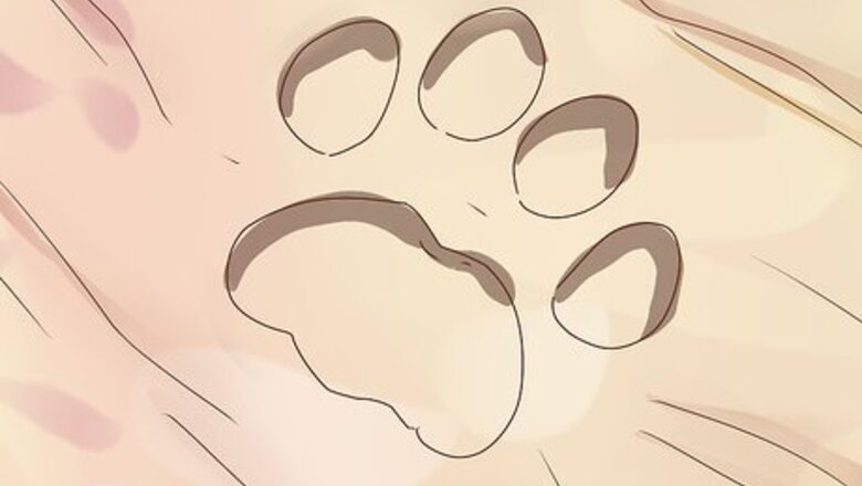 How to Identify Animal Tracks