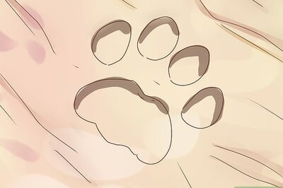 How to Identify Animal Tracks