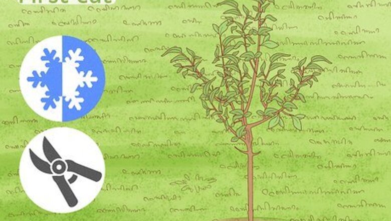 How to Dwarf an Apple Tree