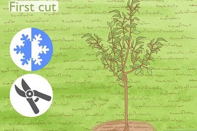 How to Dwarf an Apple Tree