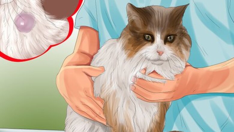 How to Identify Lumps on Your Cat
