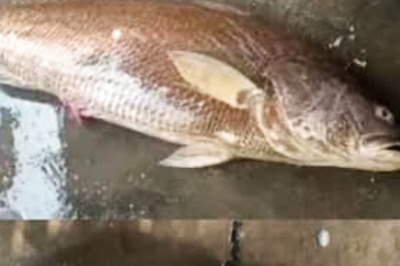 Andhra Pradesh Fisherman Strikes Gold After 28 Kg 'Kachidi' Fish Fetches Rs 2.9 Lakh