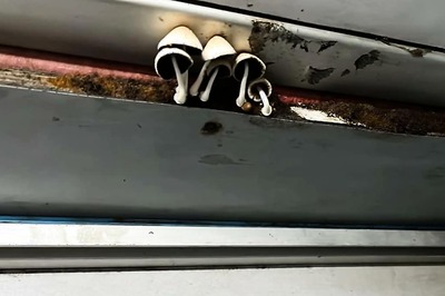 ‘Passengers Can Now Pluck Their Own Mushrooms’: X User's Tongue-in-Cheek Comment on Indian Railways