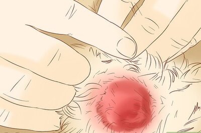 How to Increase Platelet Count in Dogs