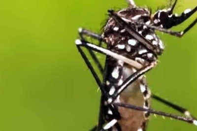 Japanese Encephalitis: Know Causes, Symptoms And Prevention