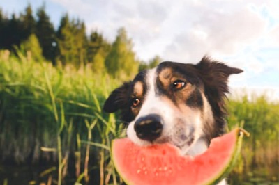 5 Foods That Will Keep Your Pets Healthy And Hydrated This Summer